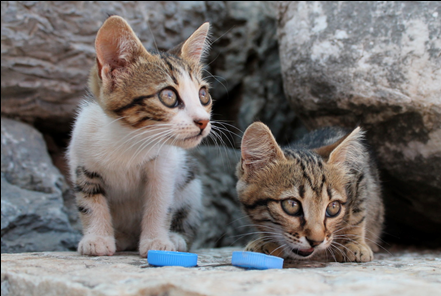 Flea treatment store for feral cats